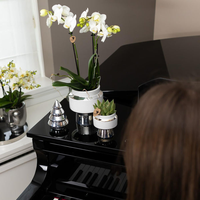 Witte orchidee en Succulent set op zilveren dienblad