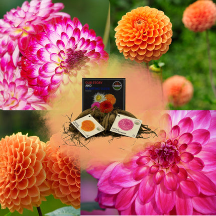 Dahlia Bollen | Mix Pompon Splash, Dahlia Little Robert & Dahlia Ralphie, 2 stuks