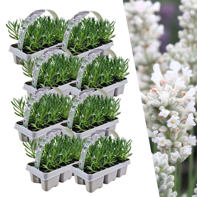 Lavanda Angustifolia blanca - 48 x ↕15 cm - Ø7 cm - Paquete de 8 x 6