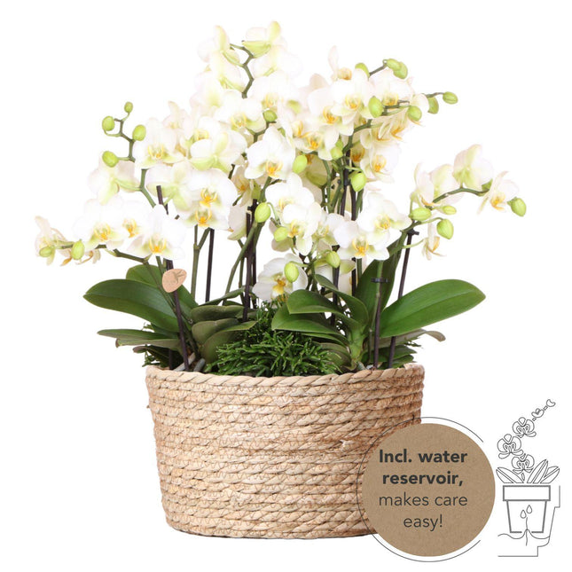 Composizione di piante bianche in cesto di canne con serbatoio d'acqua incluso | tre orchidee di Losanna bianche da 9 cm e tre piante di Rhipsalis verdi | Bouquet Jungle bianco con serbatoio d'acqua integrato