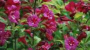Weigela 'Bristol Ruby' - Weigelia - Kant-en-Klaar Haag - 120 x 180 cm