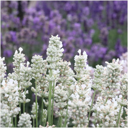 Lavande à feuilles étroites blanches (Lavande angustifolia) - 72 x ↕15 cm - Ø7 cm - Lot de 12 x 6 