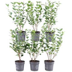 Collection image for: Siepe di ligustro - Ligustro (Ligustrum)