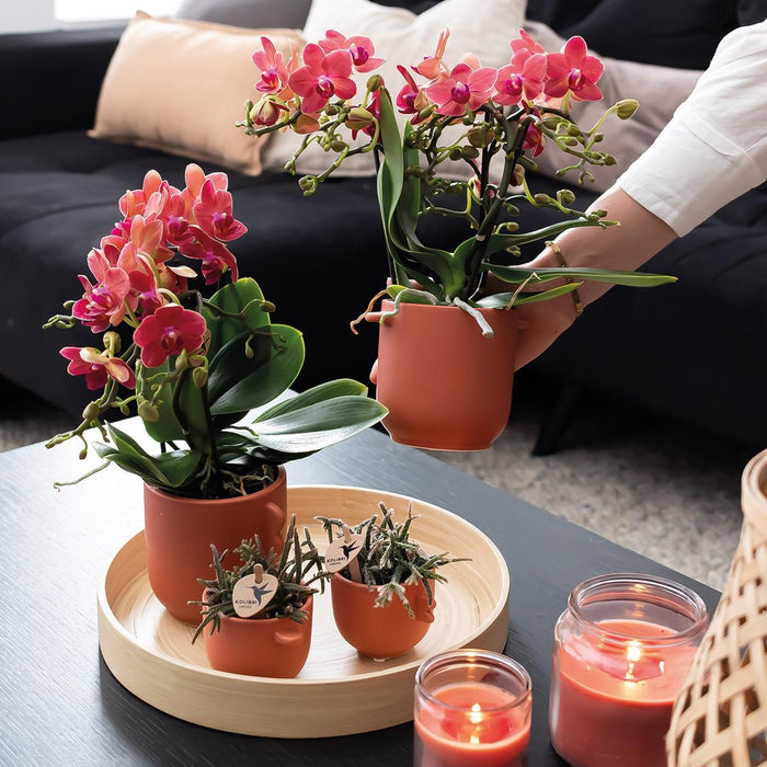 Rode Phalaenopsis orchideeën - Congo - 2x - Ø9cm - Bloeiende kamerplant