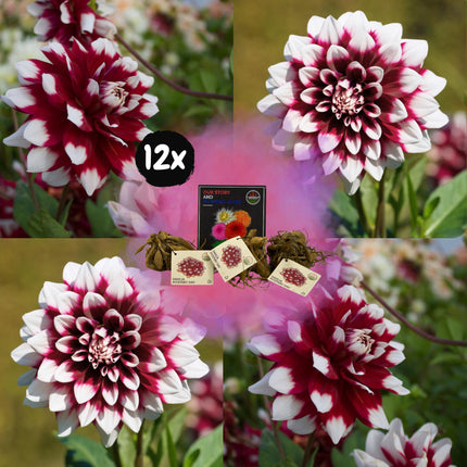 Dahlia Bollen | 12 dahlia mystery day knollen voor 2m², grootbloemige uitstraling