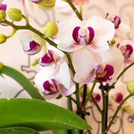 Orchidea Phalaenopsis bianca - Mineral Gibraltar - Ø9cm - Pianta da interno fiorita