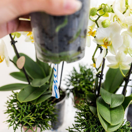 Kolibri Home – Einsatz mit Wasserreservoir und Bewässerungsdochten für Orchideenuntersetzer – Bewässerungssystem für Orchideen Ø 25 cm – 1 x 12 + 2 x 9 – Feldstrauß
