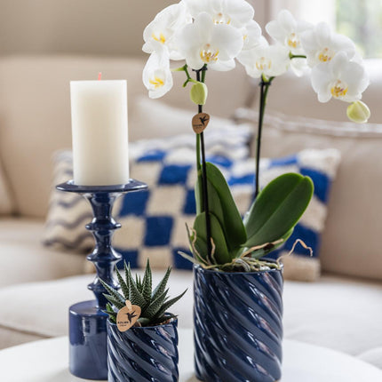 Orchidée blanche Amabilis et succulente dans des pots décoratifs bleus Candy - Ø9cm et Ø6cm - Plante d'intérieur fleurie