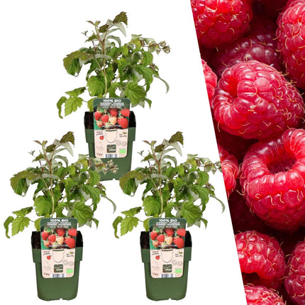 Rośliny malin ekologiczne - ↕20cm - Ø13cm - 3x
