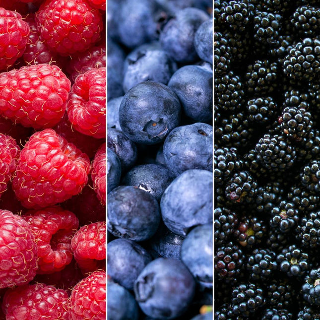 Bio-Obstpflanzenmischung – Set mit 3 verschiedenen Sorten „Fruchtparty“