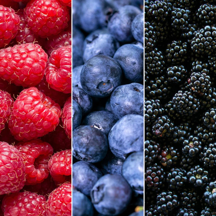 Fruitplanten mix Biologisch - set van 3 verschillende soorten "Vruchten feestje"