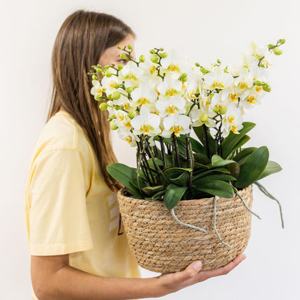 Composizione di piante bianche in cesto di canne con serbatoio d'acqua incluso | tre orchidee di Losanna bianche da 9 cm e tre piante di Rhipsalis verdi | Bouquet Jungle bianco con serbatoio d'acqua integrato