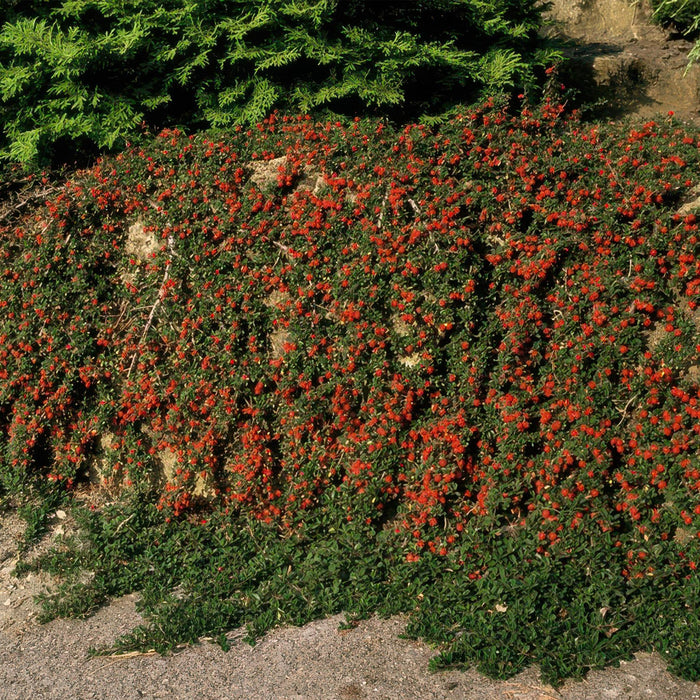 Cotoneaster prostratus 'Queen of Carpets' - ↕25cm - Ø9cm - 12x