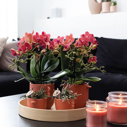 Røde Phalaenopsis orkideer - Congo - 2x - Ø9cm - Blomstrende stueplante