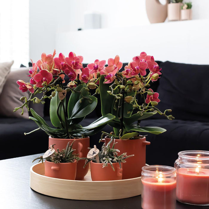 Rode Phalaenopsis orchideeën - Congo - 2x - Ø9cm - Bloeiende kamerplant