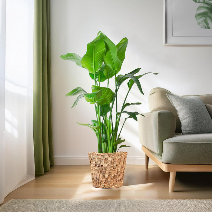 Strelitzia Nicolai XL met mand Torun - ↕140cm - Ø27cm