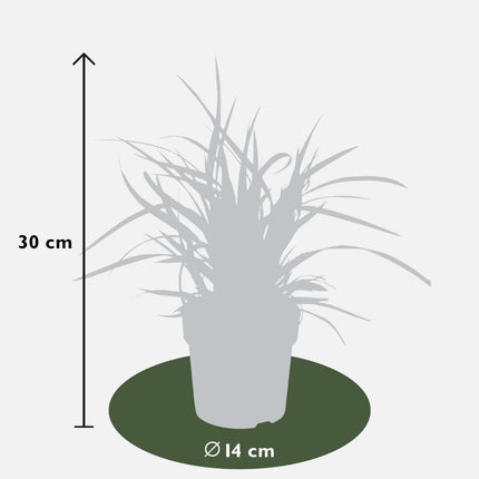 Carex morrowi 'Ice Dance' - Zegge - ↕25cm - Ø14cm - 6x