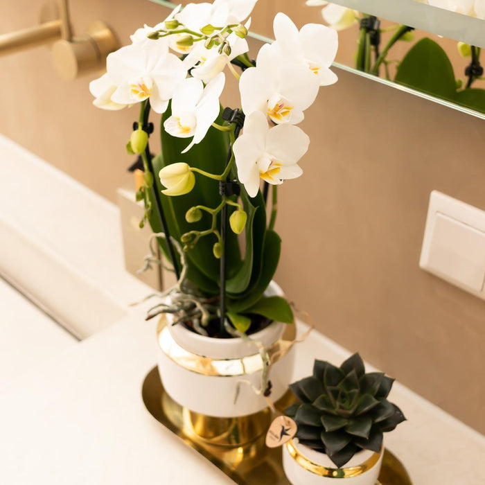 Witte orchidee en Succulent set op gouden dienblad