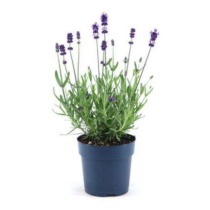 Lavandula Angustifolia Felice® - Ø12cm - Lavendelplanter - 6x