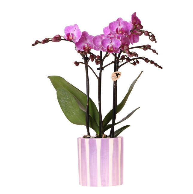 Purple phalaenopsis orchid Vienna + Painted Stripe pot lilac - Ø9cm - Flowering houseplant