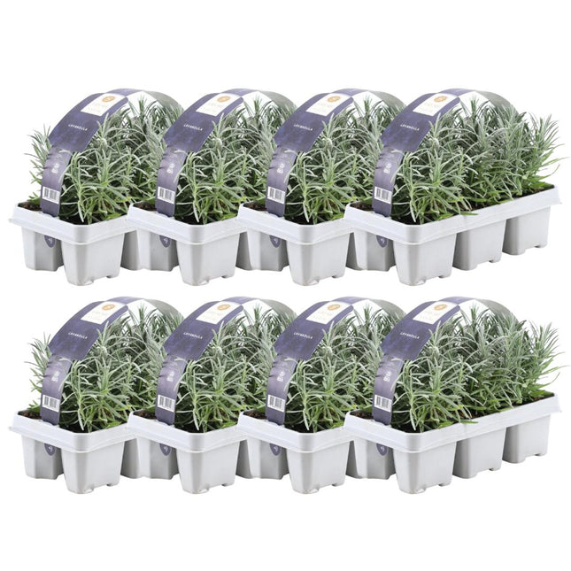 Lavanda Angustifolia - 48 x ↕15 cm - Ø7 cm - Paquete de 8 x 6
