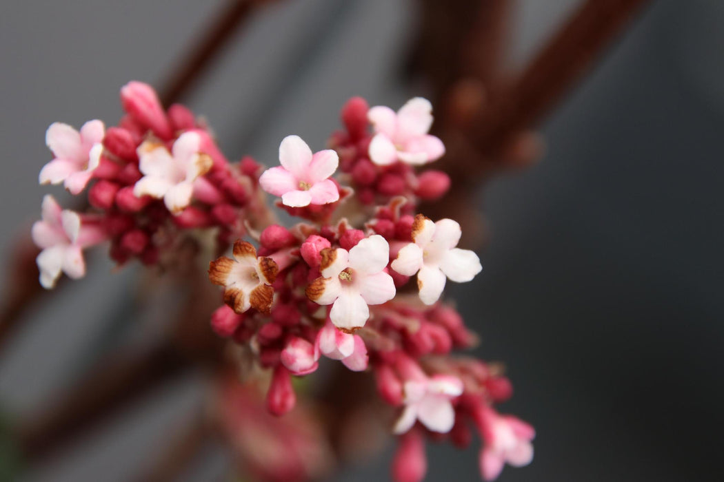 Kant en Klaar Haag - Viburnum bodnantense 'Dawn' - ↕180cm - 1x