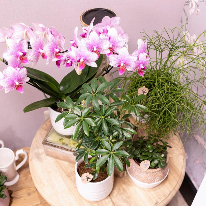 Roze Phalaenopsis orchidee - Mineral Rotterdam - Ø9cm - Bloeiende kamerplant