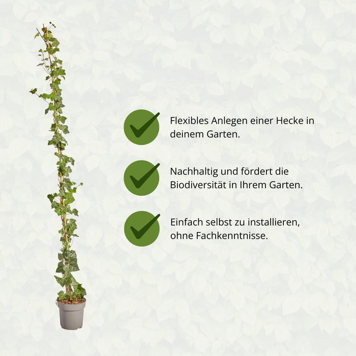 Hedera Hibernica - Klimop - Gestokt - ↕150-175 cm