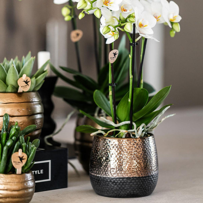 Geel rode Phalaenopsis orchidee – Spain + Elite sierpot copper – Ø9cm – ↕40cm - Bloeiende kamerplant