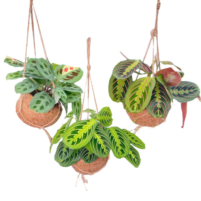 Mélange Kokodama Maranta - 3x - ↕20cm - Ø15cm