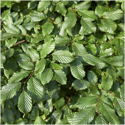 Hornbeam 1 meter - Carpinus Betulus - Set of 6 hardy hedge plants - Deciduous hedge