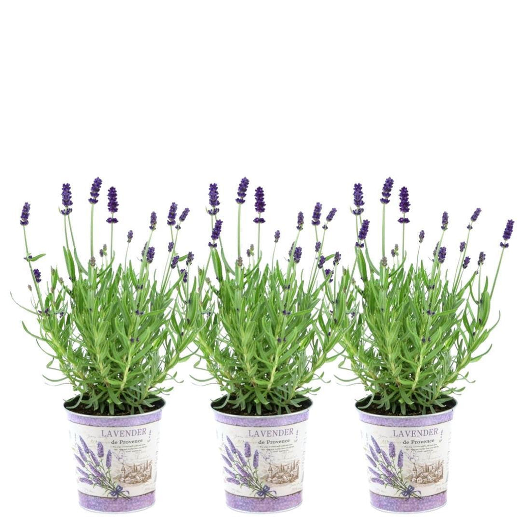 zimmerpflanzen lavendel Lavandula Angustifolia Felice® im Dekotopf 'Lavender print' - Ø13cm