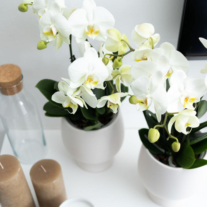 Witte Phalaenopsis orchidee - Jewel Ghent + Scandic witte sierpot - Ø12cm - Bloeiende kamerplant