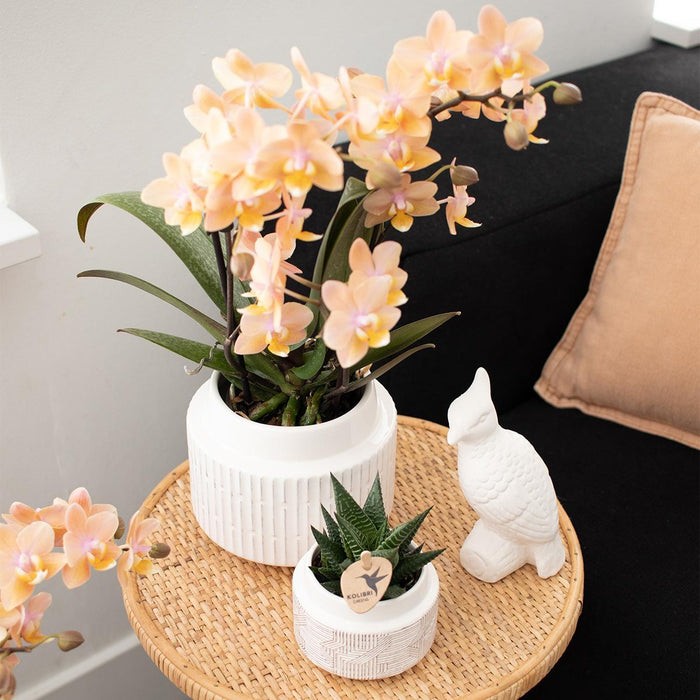 Orchideeën - Surprise box mix - planten voordeel box - Verrassingsbox met 4 verschillende orchideeën