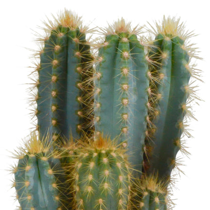 Pilosocereus Azureus - Zuilcactus - ↕15-30 cm - Ø12cm