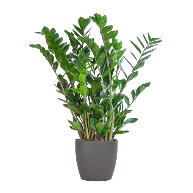 Zamioculcas Zamiifolia - ZZ Plant - met Viber grijs plantenpot - ↕80cm - Ø21cm