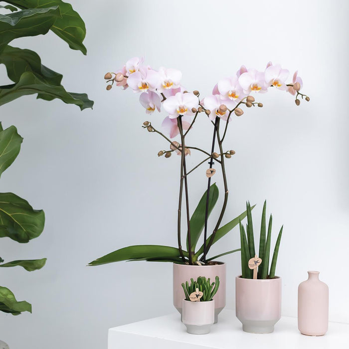Geel rode phalaenopsis orchidee - Spain + Harmony sierpot zand - Ø9cm - ↕40cm  - Bloeiende kamerplant