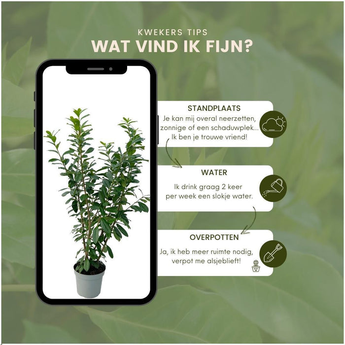 Grote Laurierkers Planten Novita voor 10 strekkende meter haag  - 15L - 20x - ↕125-150 cm