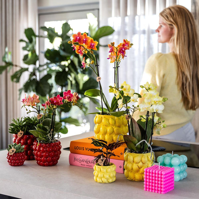 Gele Phalaenopsis orchidee - Mexico + Citrus sierpot yellow - Ø9cm - Bloeiende kamerplant