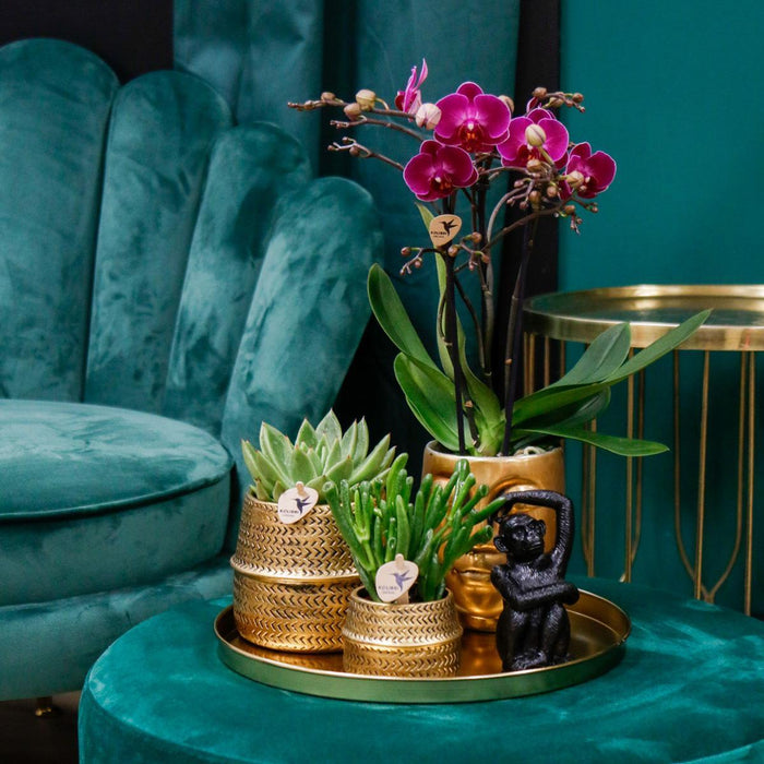 Gift set Hotel Chic| Plantenset met paarse Phalaenopsis Orchidee en Succulenten incl. keramieken sierpotten