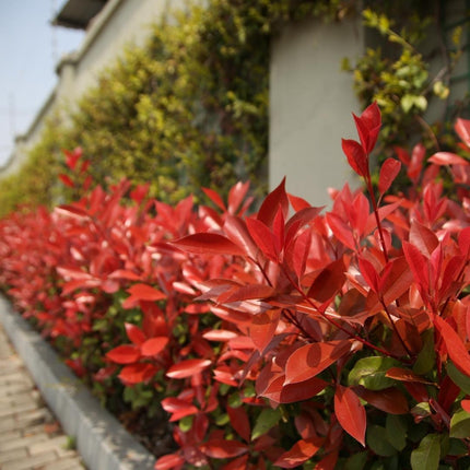 Grands plants de Photinia pour une haie de 10 mètres - 12L - 20x - ↕125-150 cm - Carré Rouge