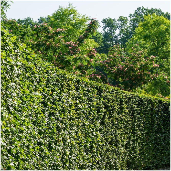 Haagbeuk 1 meter - Carpinus Betulus - Set van 6 winterharde haagplanten - Bladverliezende haag