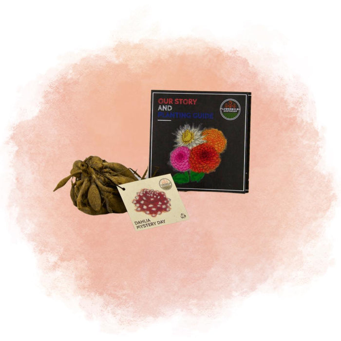 Dahlia Bollen | 12 dahlia mystery day knollen voor 2m², grootbloemige uitstraling
