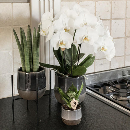 Kolibri Home | Plant Stand - Black metal raised plant stand - Ø12cm