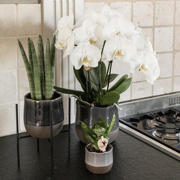 Kolibri Home | Plantenstandaard - Zwart metalen planten verhoging - Ø12cm