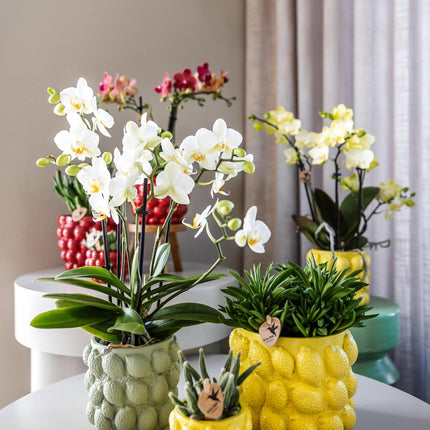 Kolibri Home | Citrus pot yellow - Ø12cm