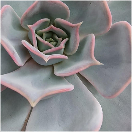 ROOTLESS Succulent Echeveria Lilacina on Black Wall Decor Stand - ↕20cm - Ø20cm