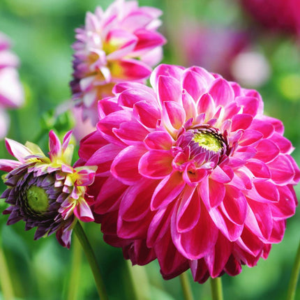 Dahlia Bollen | Dahlia Little Robert, ronde en opgekrulde bloemblaadjes