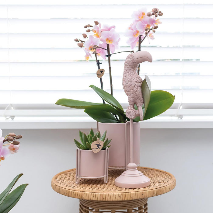 Roze phalaenopsis orchideeën - Andorra - 2x - Ø9cm - Bloeiende kamerplant
