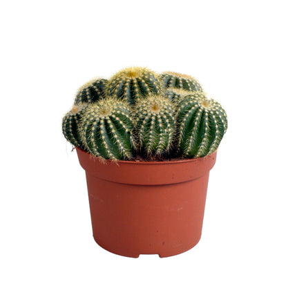 Eriocactus Warasii - ↕15cm - Ø12cm